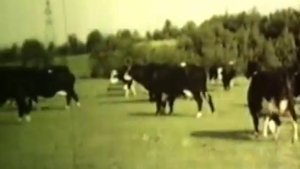 Ярославская порода коров: учебное пособие