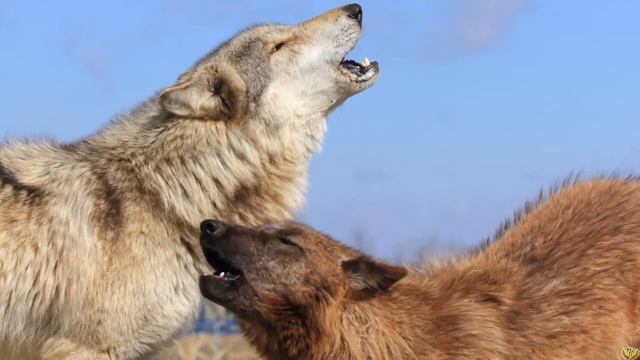 ВОЛК ПРОТИВ МЕДВЕДЯ - КТО ПОБЕДИТ? КТО ЦАРЬ ЛЕСА? смотреть онлайн