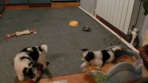 Бивер Йоркширский терьер щенки