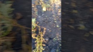 Картофель Иван да Марья.Копка 15.08.2023г