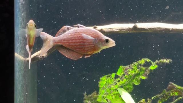 Glossolepis dorityi смотреть онлайн