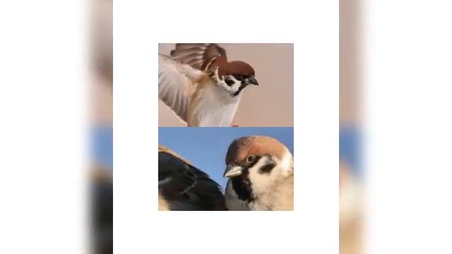 Сказки о воробьях.М.Горький ,А.Н.Толстой,К.Г.Паустовский. смотреть онлайн