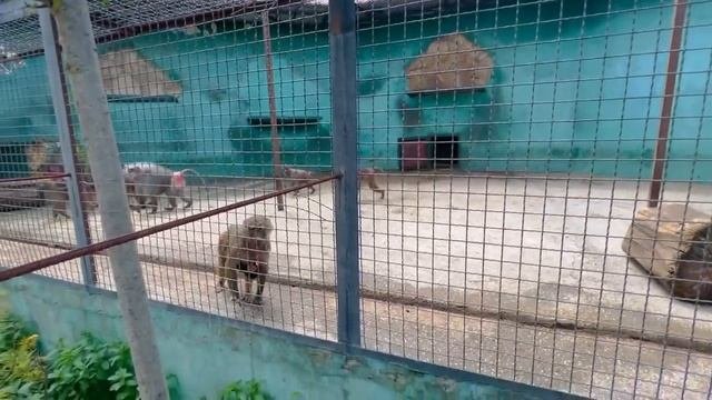 Мы пришли к родителям Люси! Гамадрилы сплотились ПРОТИВ МАЛЫШКИ