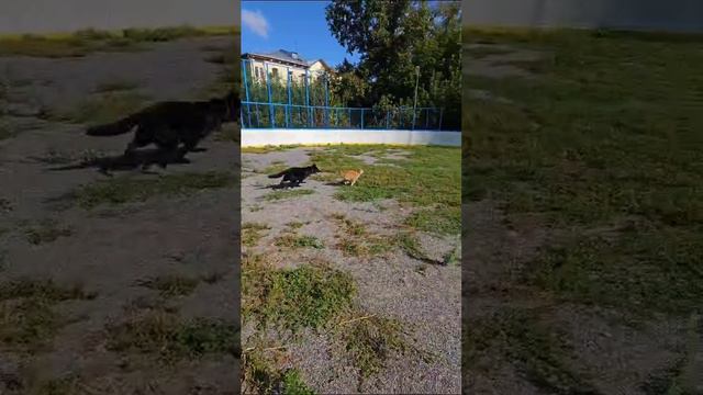 VID-20240901-WA0000.mp4 смотреть онлайн