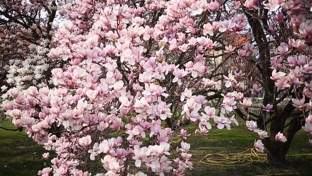 Magnolia flowering/Цветение магнолии