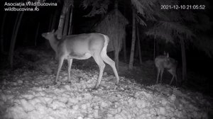 Оленёнок пьет молоко