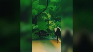 Альтолампрологус Кальвус Блэк пектораль