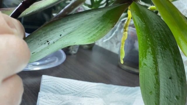 ОРХИДЕЯ ПЕРЕСАДКА ПОСЛЕ ПОКУПКИ. смотреть онлайн