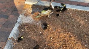 Орландо. Muscovy Ducks. Утята.