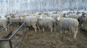 Разведение овец. Бизнес идея в животноводстве