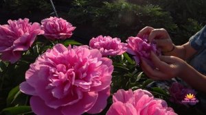Прекрасные пионы для вашего сада. Часть 3 / Сад Ворошиловой