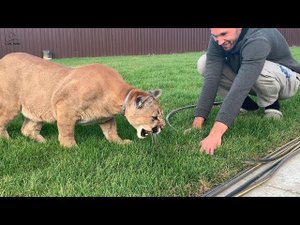 Пума Месси испугался! Змея на участке!