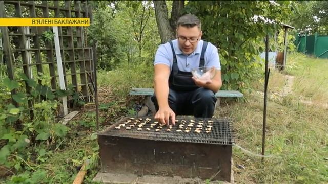 Вяленые баклажаны дома | Ранок з Україною