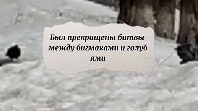 Голубиные новости | Перемирие с бигмаками. смотреть онлайн