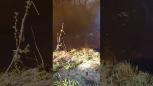 Лосось в мае на Panton 21 в Ленинградской области