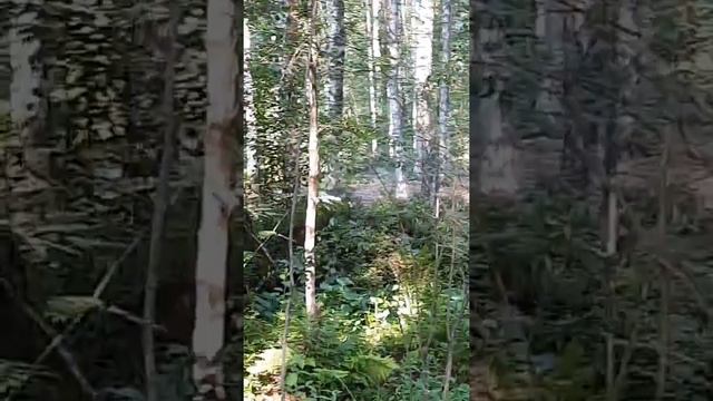 Тушим кострище в лесу #костёр #кострище #тушимпожар смотреть онлайн