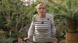 Олеандр уход и размножение.