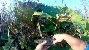 Его легко потерять и трудно найти. Cheerful 40 f mr чирфул