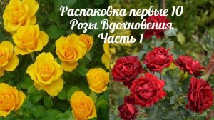 Распаковка первых десяти  роз. Питомник Розы Вдохновения. Часть 1