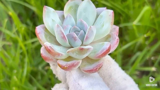 Echeveria ‘Blue Powder’ смотреть онлайн