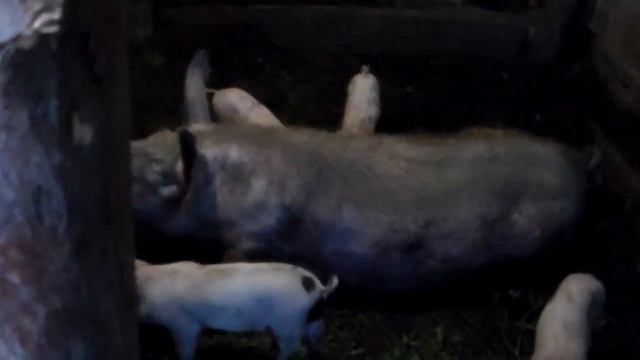 Подкинули поросят одной свиноматке к другой. смотреть онлайн