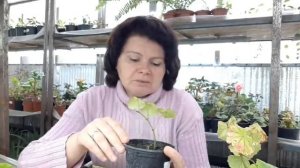 Бегония Глуар де Лоррен. Как я с ней познакомилась ??