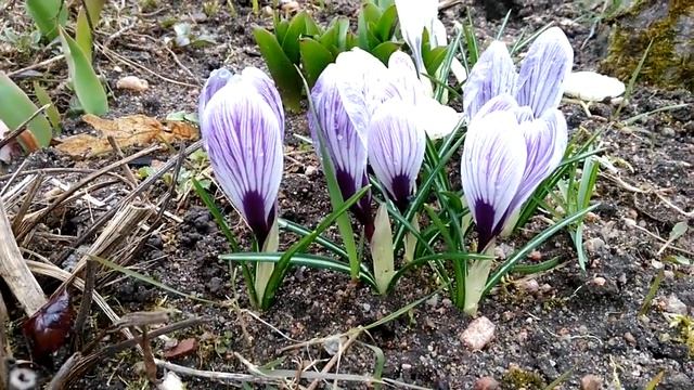 Весенние цветы в саду названия и фото