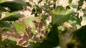 Ежевика, один год после посадки. Сорт "Натчез", Ранняя, крупноплодная, укрывная на зиму.