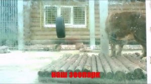 Наш зоопарк "швейцария"нижний новгород