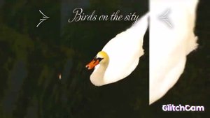 swan  Birds on the sity, птицы в городе СITY sketches Городские зарисовки
