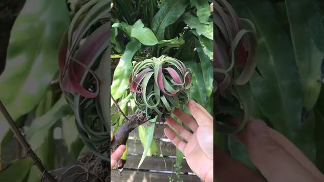 Tillandsia ionantha Ron x streptophylla - Air plant species смотреть онлайн