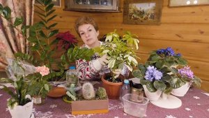 10 разных растений из одного листочка