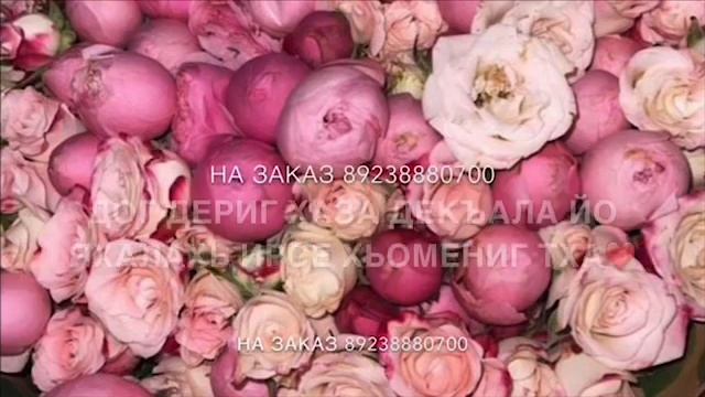 Дал декъал йойла хьо? смотреть онлайн