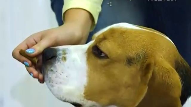 Лапы и хвост 18.12.2016. Сенбернары смотреть онлайн