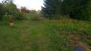 Помидоры в открытом грунте! Ленинградская область. 🍅👍