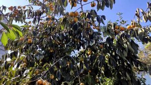 Лучший сорт Хурмы Кэмпбелл и Лучший сорт Унаби Коктебель