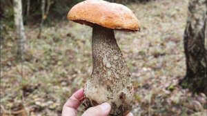 Опять соблазн ,не удержаться - пошли в лес за грибами..