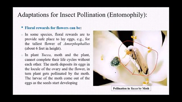 Sexual Reproduction in Flowering Plants, Part-3 смотреть онлайн