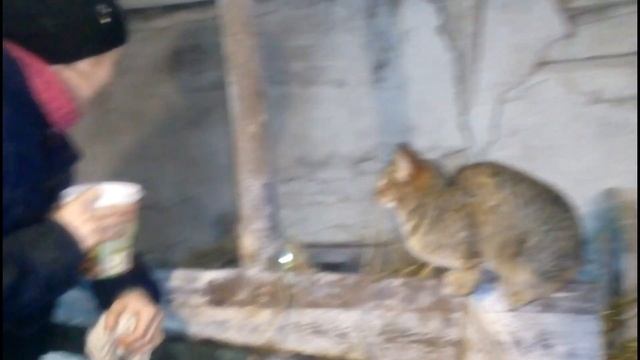 козочка в нашем хозяйстве//набираемся опыта в козоводстве смотреть онлайн