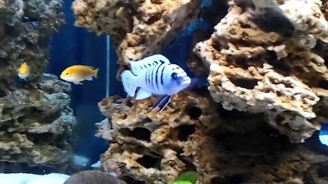 мой аквариум с африканскими цихлидами смотреть онлайн