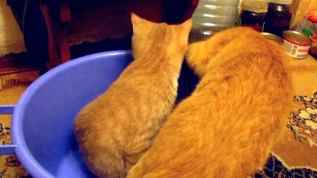 ПРИКОЛЫ ПРО КОШЕК . ЧЕШИРСКИЕ КОТЫ. смотреть онлайн