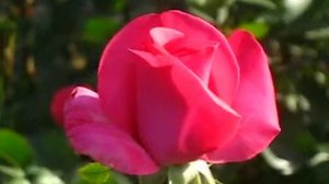 Роза Ланкоме