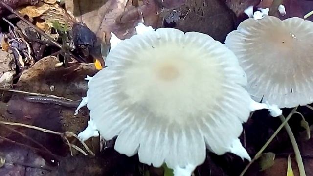 P.candolleana смотреть онлайн