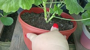 ЗАГЛУБИТЕ ПЕЛАРГОНИЮ ПРИ ПОСАДКЕ СПЕЦИАЛЬНО!!!