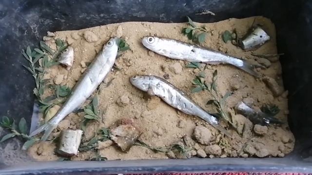 Ферма опарышей для рыбалки! смотреть онлайн