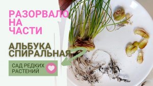 Пересадка и деление луковицы альбуки спиральной Albuca spiralis