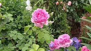 #розы #сад  Пойдем посмотрим розы  Принцесса Александра Кентская, Леонардо да Винчи