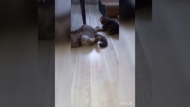 Сорванцы какие 😂 Приставал один, а на орехи получил другой. Просто мимо проходил смотреть онлайн