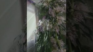 Драцена душистая