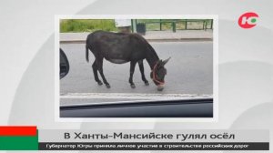 Жители Ханты-Мансийска сфотографировали осла на городской улице